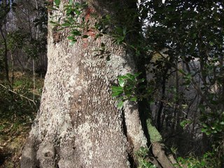 Ilice della Portella